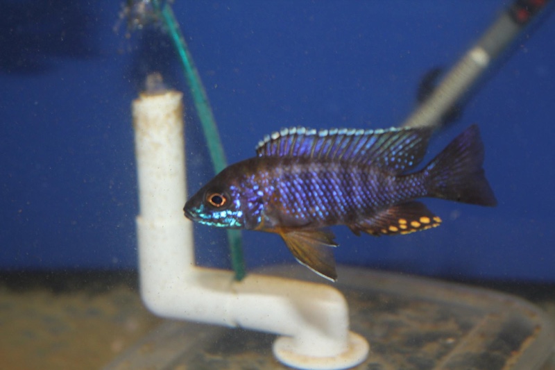 Aulonocara saulosi 'Likoma Island'